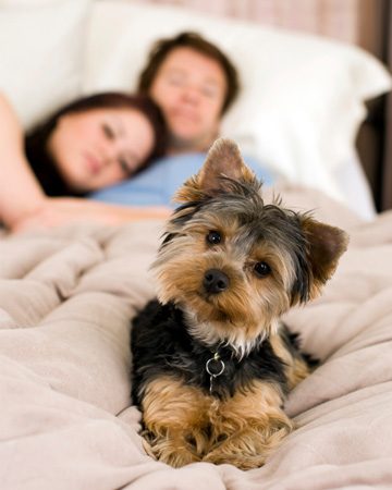couple-sleeping-with-dog-vert
